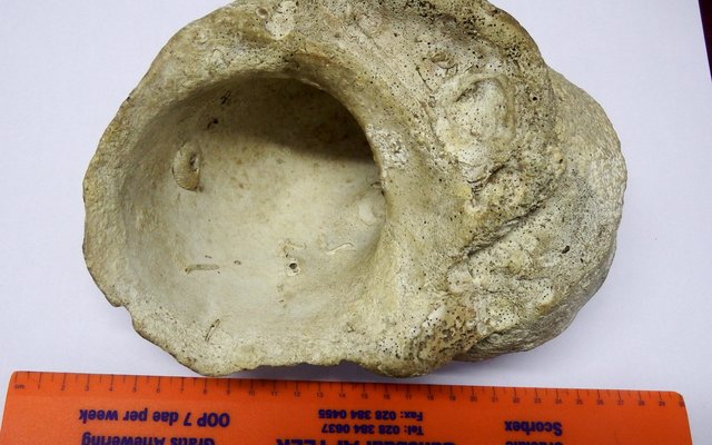 Die Reuse-alikreukel (Turbo sarmaticus)